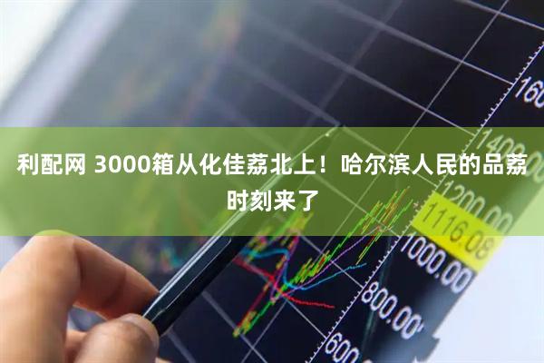 利配网 3000箱从化佳荔北上！哈尔滨人民的品荔时刻来了